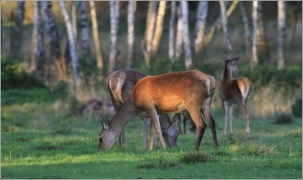 <p>JELEN LESNÍ (Cervus elaphus) obora    /Red deer - Rothirsch/</p>
